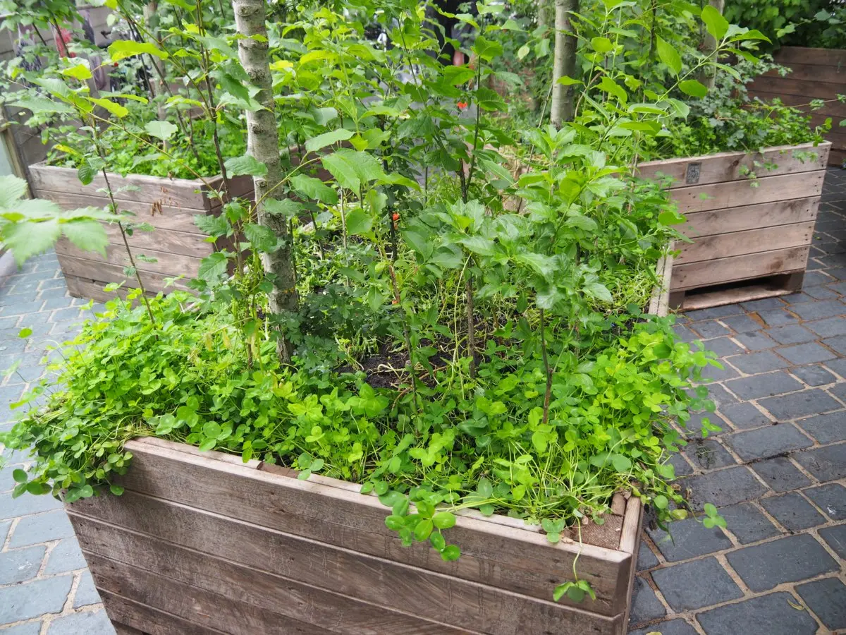 Houten plantenbakken met jonge boompjes en groene onderbegroeiing op straatstenen