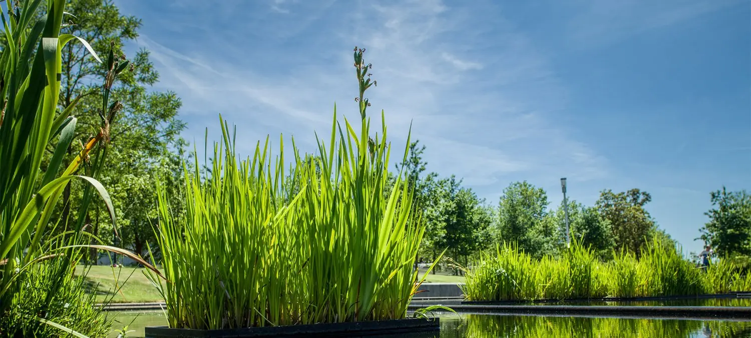 Oeverplanten in drijvende plantenbakken langs een waterpartij in een park