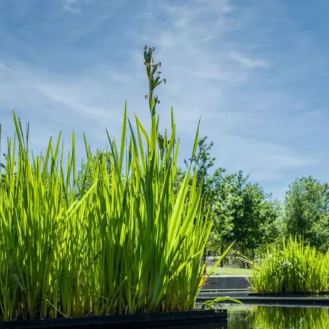 Oeverplanten in drijvende plantenbakken langs een waterpartij in een park