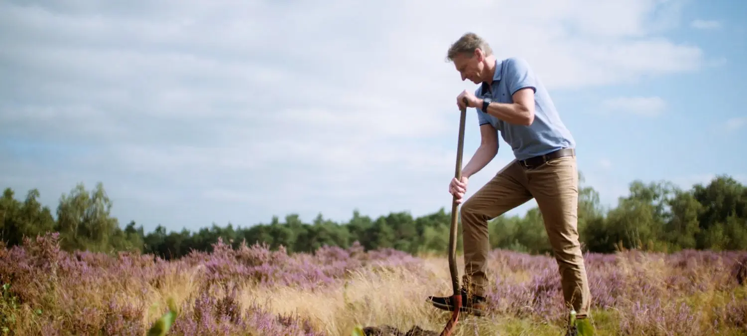 Man steekt met een schop in een veld bloeiende paarse heide