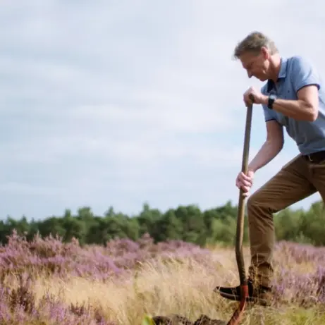 Man steekt met een schop in een veld bloeiende paarse heide
