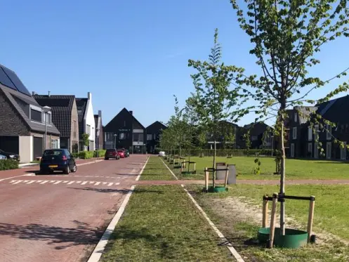 Jonge bomen in een grasberm langs een straat in nieuwbouwwijk