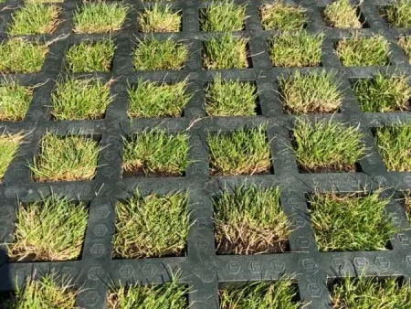 Close-up van zwarte grasroosters met gras in de vakken