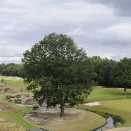 Golfbaan met zandbunkers en een grote solitaire eik onder een bewolkte lucht