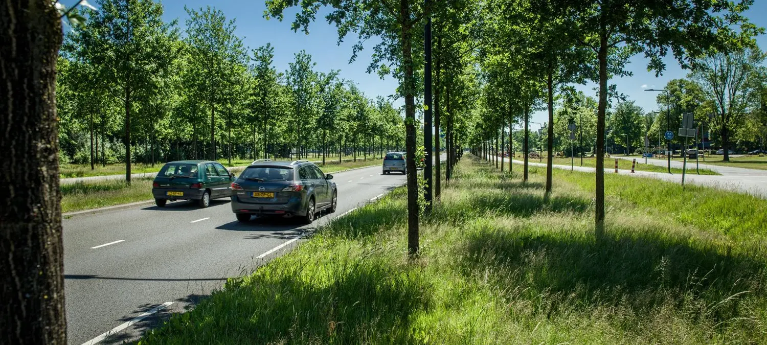 Auto's rijden over een weg langs een dubbele bomenrij met grasbermen