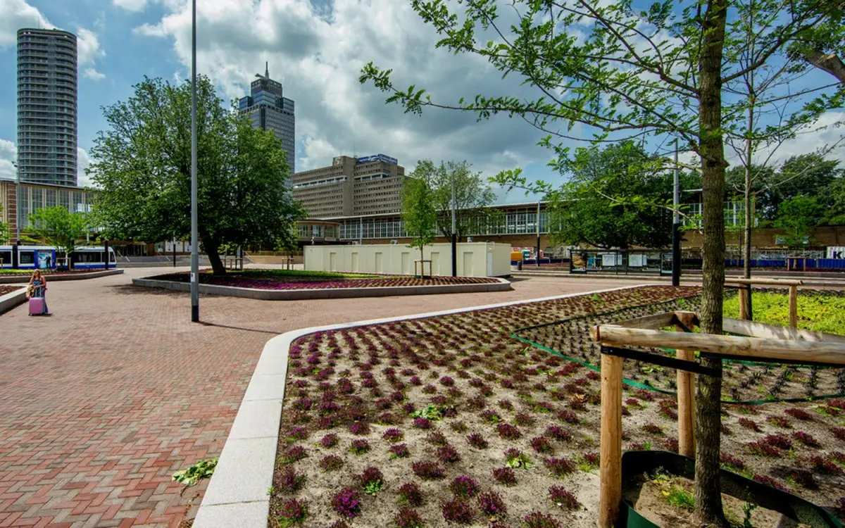 Pas aangelegd plantvak met paarse bodembedekkers op een stadsplein met hoogbouw