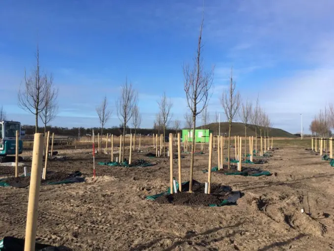 Veld met pas geplante jonge bomen en boompalen op kale grond