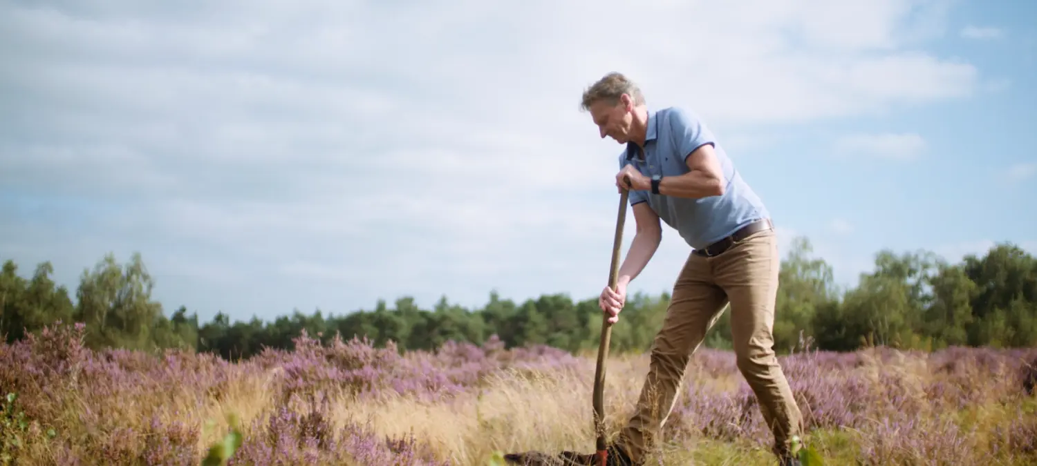 Man steekt met een schop in een veld met bloeiende paarse heide