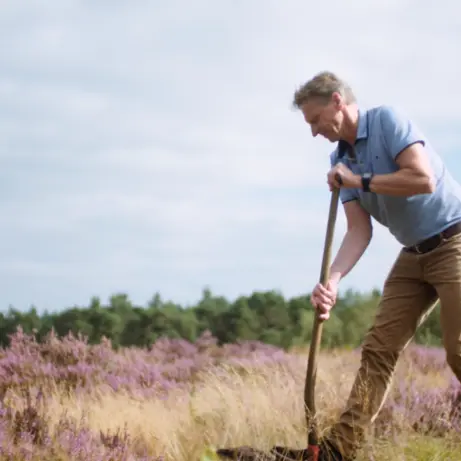 Man steekt met een schop in een veld met bloeiende paarse heide