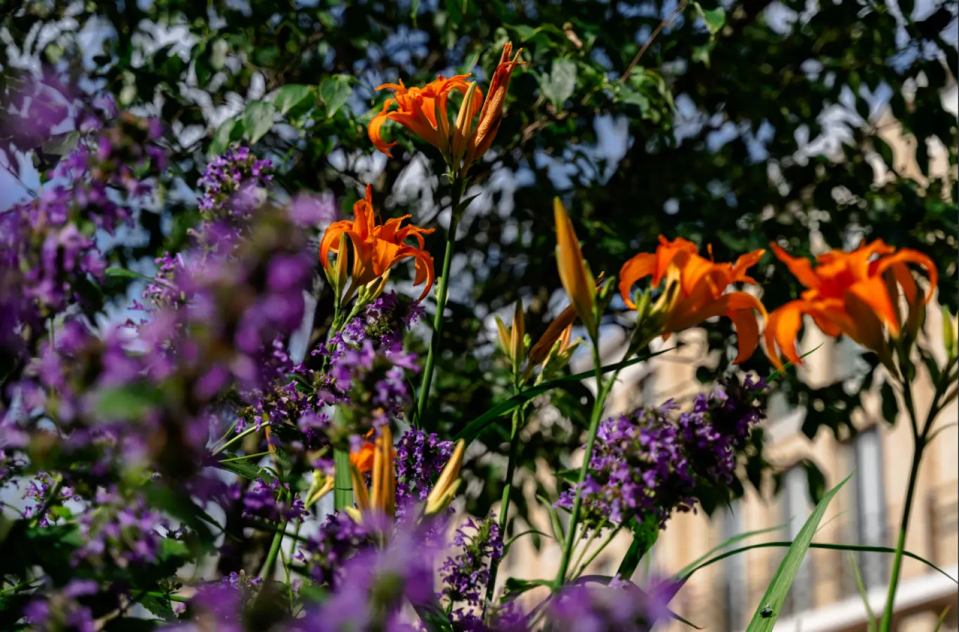 Oranje daglelies en paarse bloemen in een border voor een gebouw