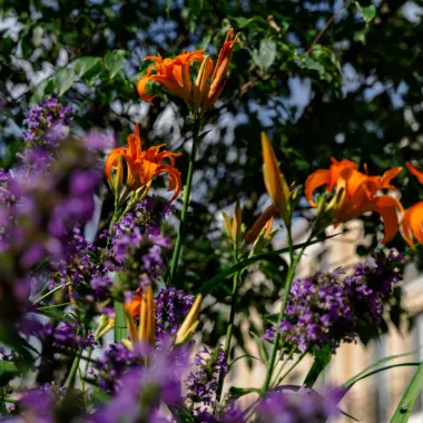 Oranje daglelies en paarse bloemen in een border voor een gebouw