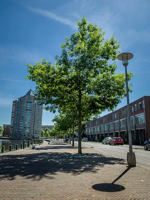 Jonge straatboom naast een lantaarnpaal langs een gracht in een woonwijk