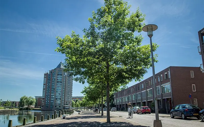Boom op een kade met fietser en woonhuizen langs het water