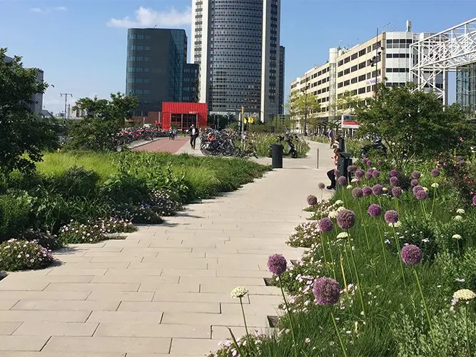 Tegelpad door bloeiende beplanting met sieruien bij station Amsterdam Sloterdijk