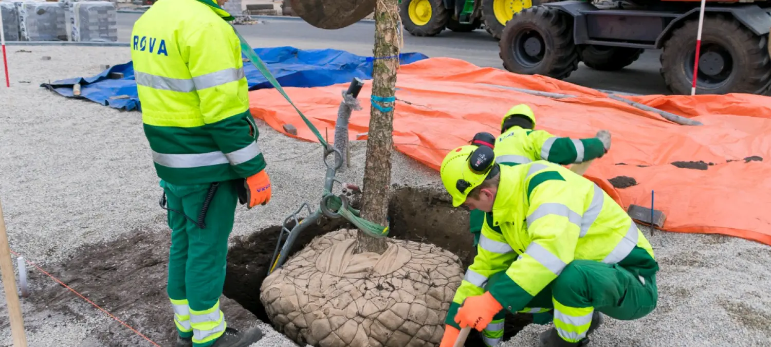 Grondwerkers laten een boom met kluit zakken in een plantgat