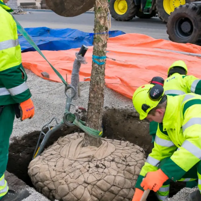 Grondwerkers laten een boom met kluit zakken in een plantgat