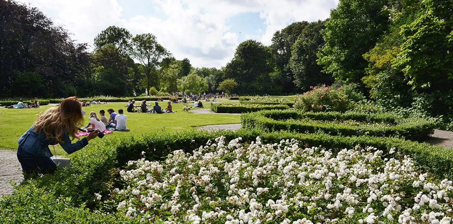 Rozenperk met witte rozen in een park met picknickende bezoekers
