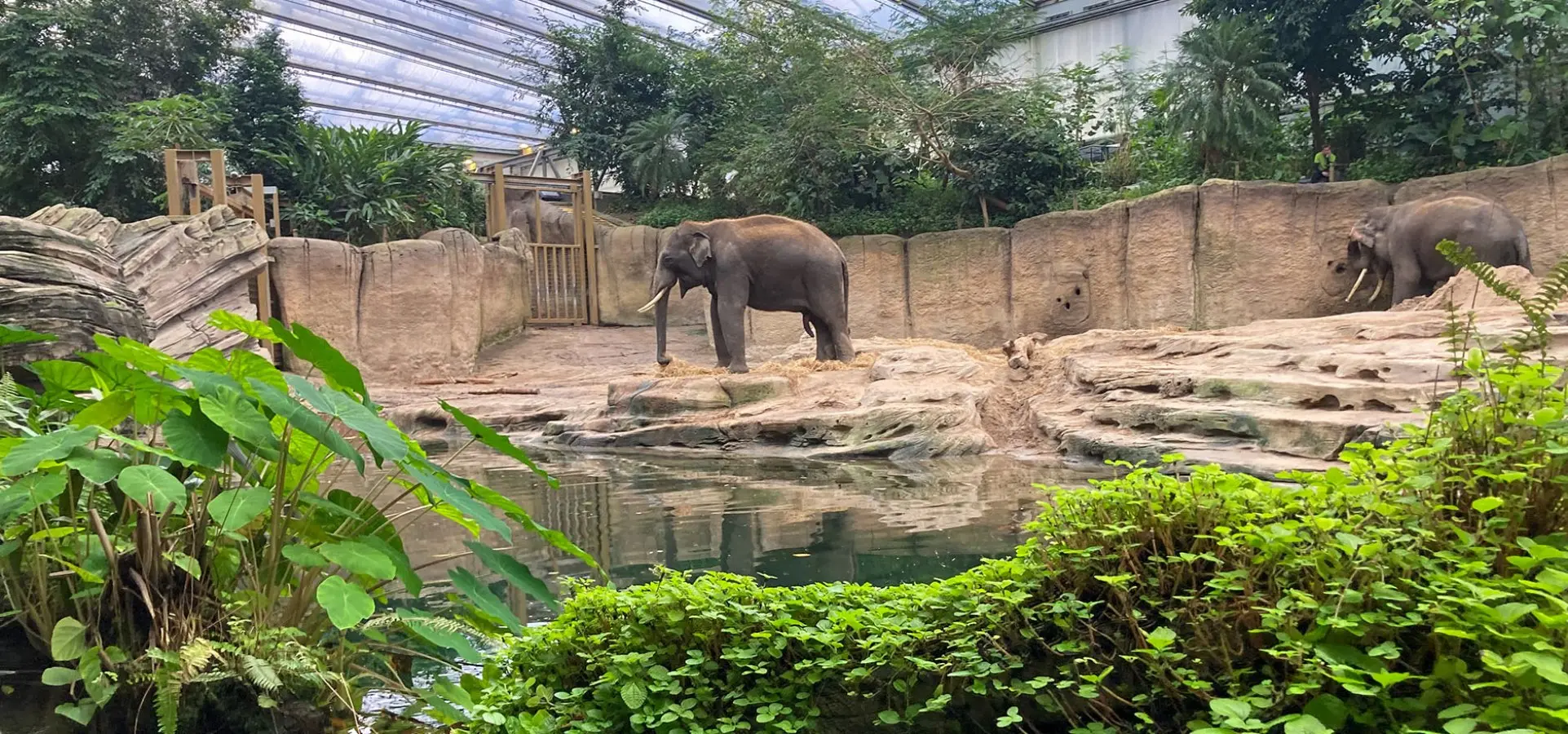 Twee olifanten op een rotspartij in een overdekt dierenverblijf