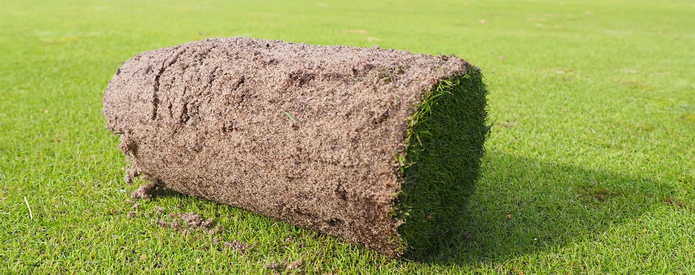 Opgerolde graszode op een strak gemaaide golfgreen