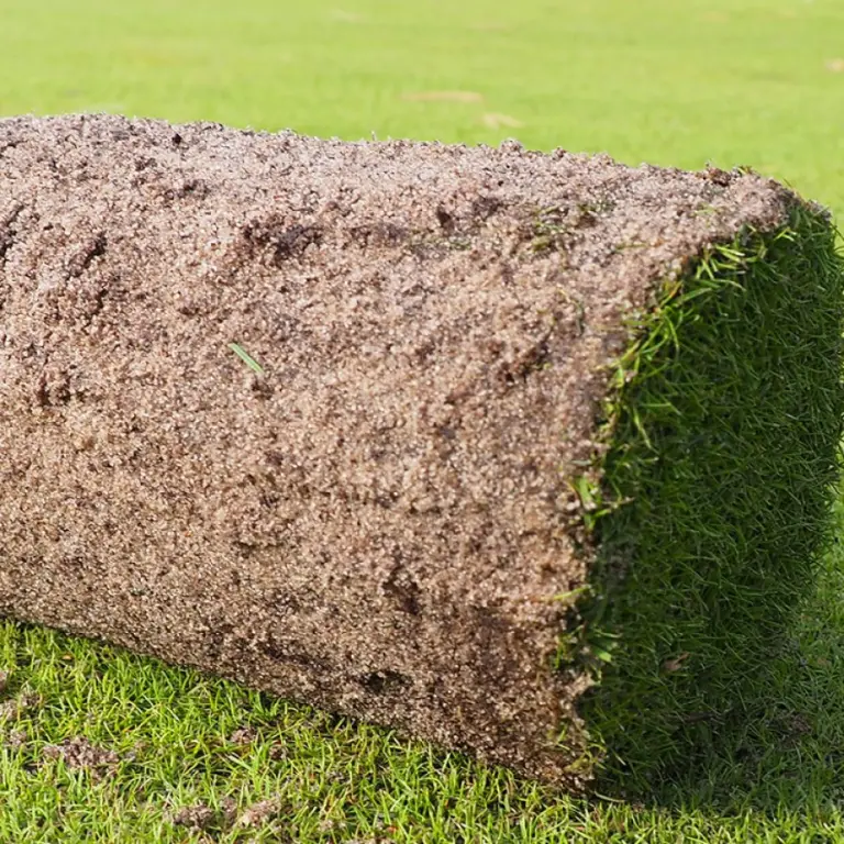 Opgerolde graszode op een strak gemaaide golfgreen