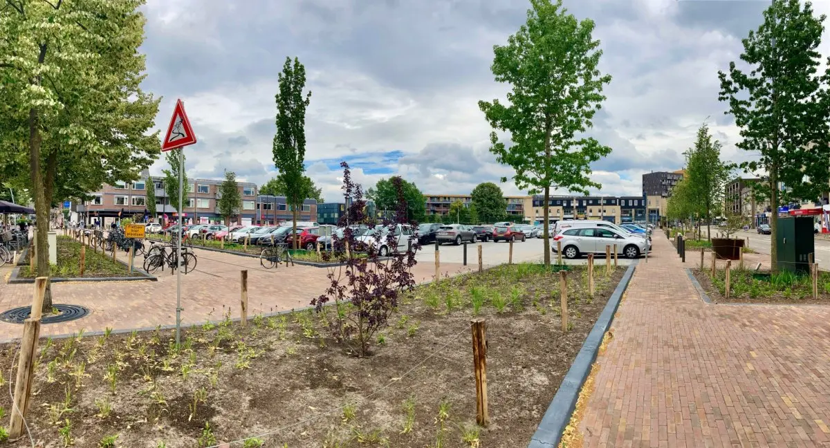 Roodbladige boom in een vers ingeplant vak bij een geklinkerd voetpad