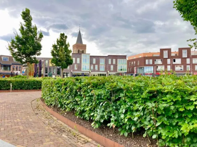 Beukenhaag in een plantbak op een plein met kerktoren erachter