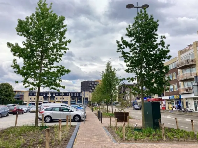 Jonge bomen met boompalen langs een klinkerpad bij een parkeerterrein