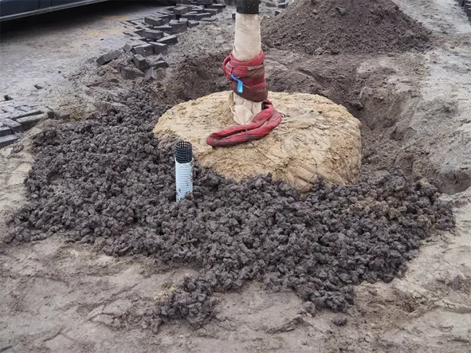 Boomkluit in een plantgat met beluchtingsbuis en donker boomgranulaat eromheen