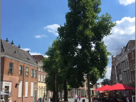 Grote boom met ronde zitrand op een plein in een binnenstad
