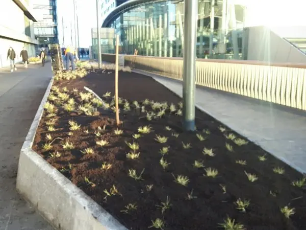 Pas beplant verhoogd plantvak met jonge siergrassen langs een stadsboulevard