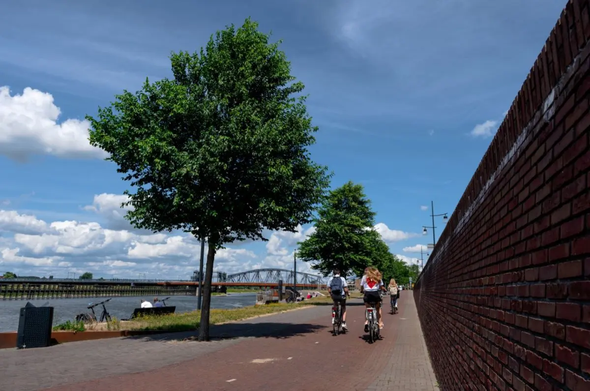 Fietsers op een geklinkerd kadepad bij een boom aan de rivieroever