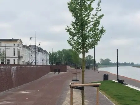 Jonge lindeboom in de bestrating tussen een kademuur en de rivier