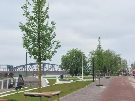 Jonge boom met houten boomkorf op een geplaveide kade bij een brug