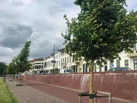 Uitgelopen straatboom met drie boompalen langs een bakstenen kademuur
