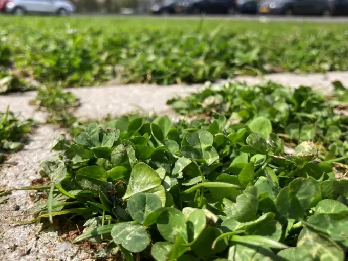 Close-up van klaverblaadjes die tussen grasklinkers omhoog groeien