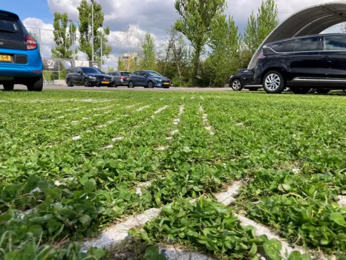 Grasparkeerplaats van dichtbij met klaver tussen de klinkers en auto's erachter
