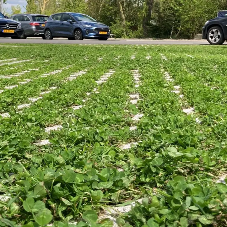 Met klaver begroeide parkeervakken vanaf de grond gezien, met auto's erachter