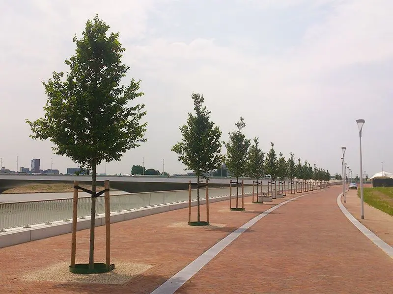 Rij pas geplante bomen met boompalen langs een geklinkerde promenade