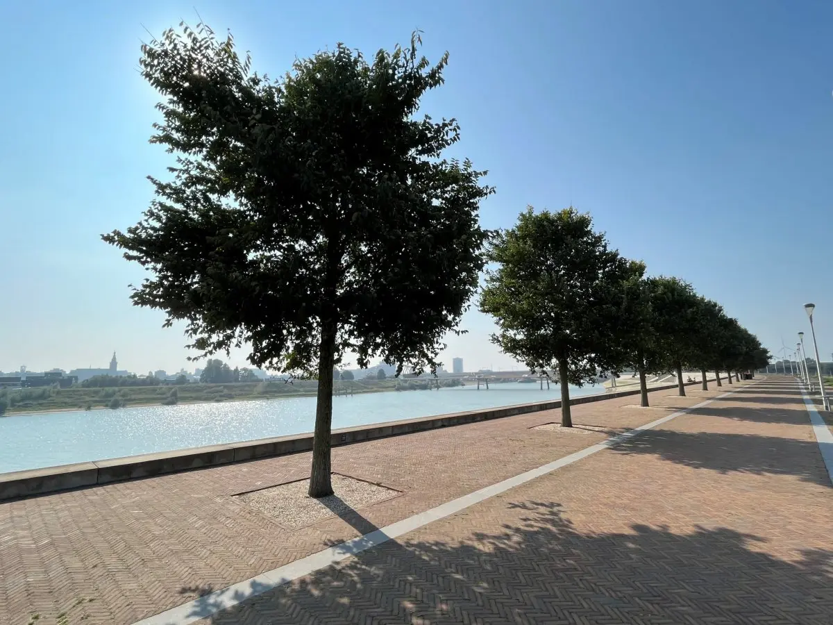 Volgroeide bomen op een geklinkerde kade langs de rivier in de zon