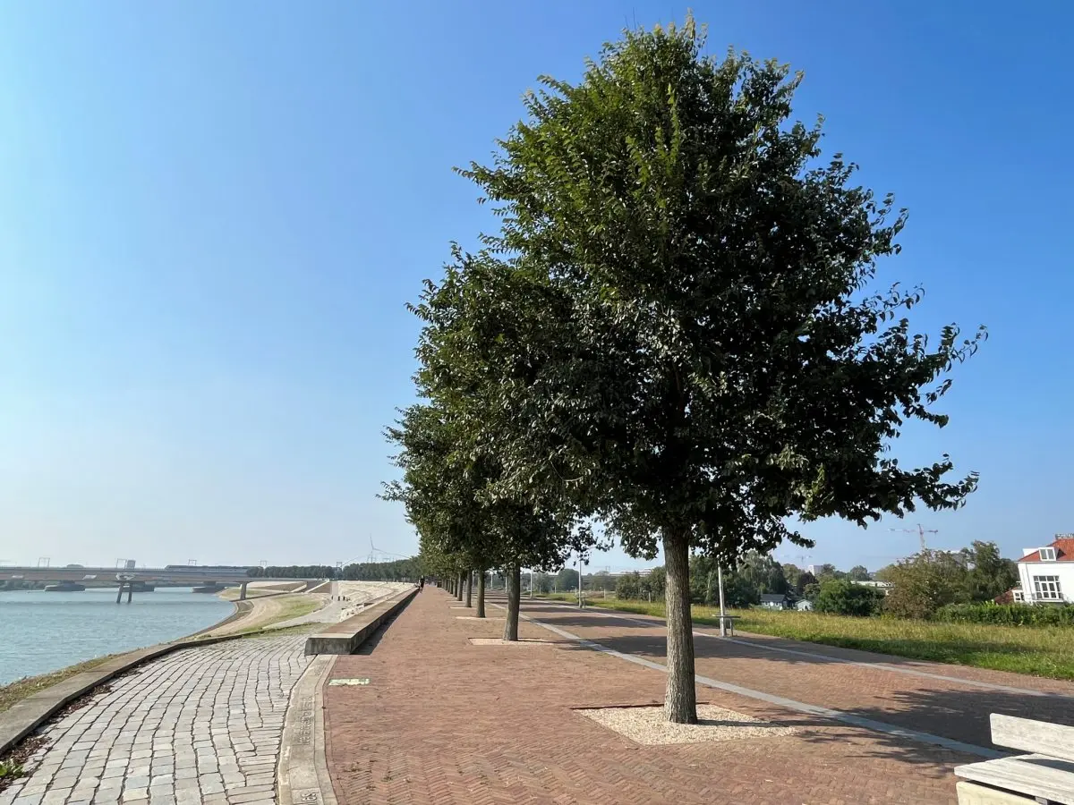 Volgroeide boom in een plantvak langs een bakstenen rivierkade