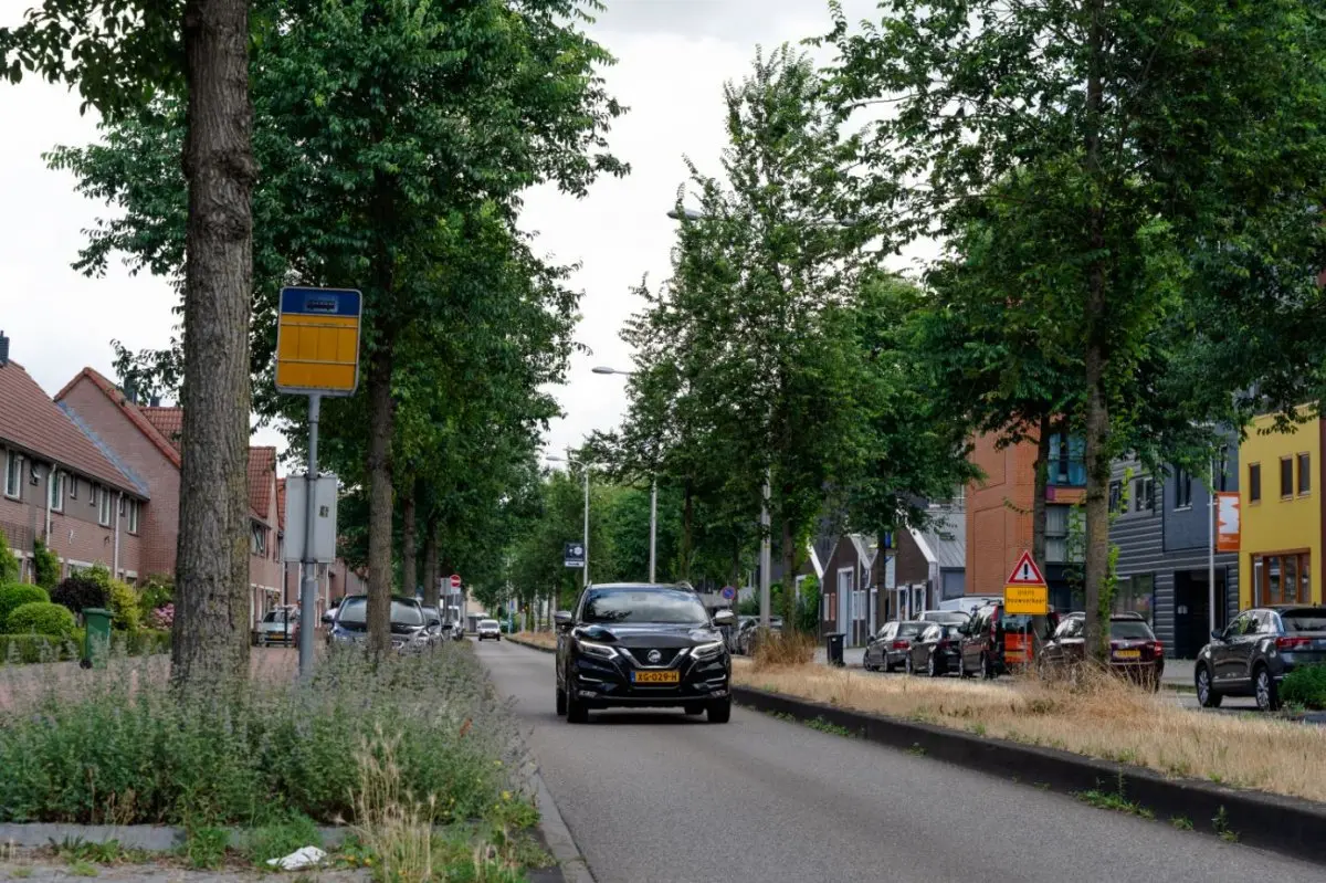 Auto rijdt door een laan met bomen en verdroogde bermen
