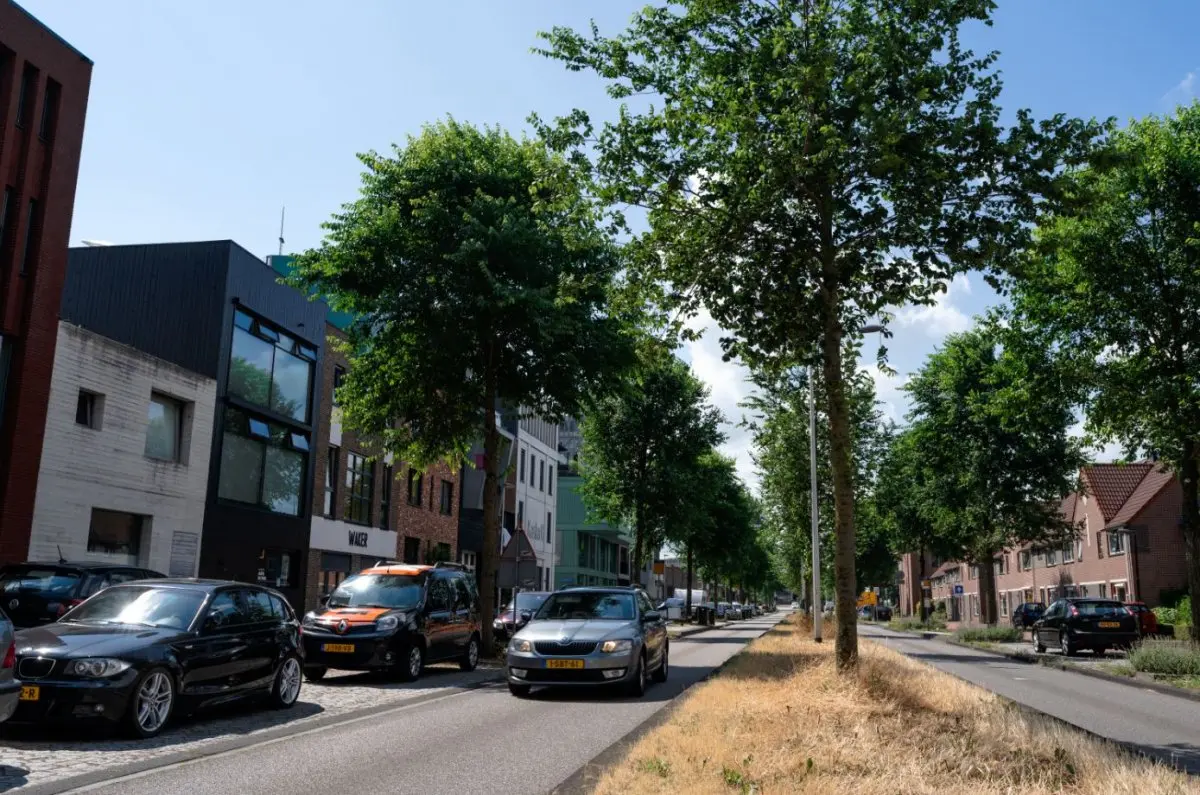 Bomenrij op een middenberm tussen bedrijfspanden en woonhuizen