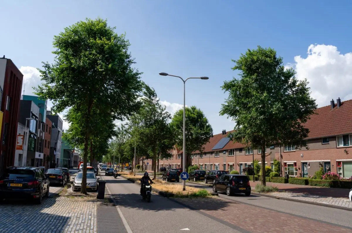 Volgroeide straatbomen en een motorrijder in een zonnige woonstraat