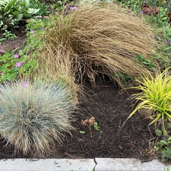 Siergrassen in een border met houtmulch langs een betonnen band