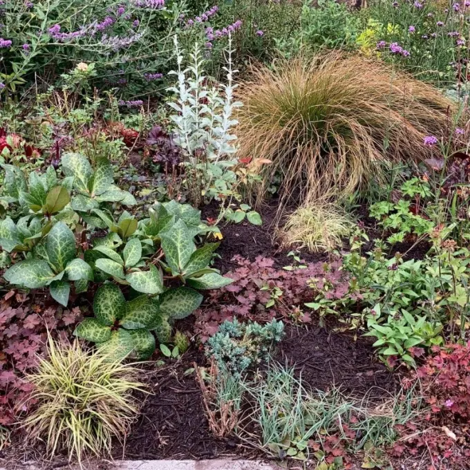 Beplante border met donkere houtmulch tussen vaste planten en siergrassen