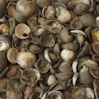 Hoop schelpen met aangekoekte bruine klei